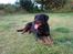 Rottweiler Thonara Alison