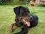 Rottweiler Thonara Alison