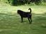 Rottweiler Thonara Alison