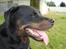Rottweiler Thonara Alison