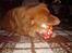 Nova scotia duck tolling retriever Andy - lækker bold;P