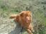 Nova scotia duck tolling retriever Andy