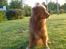 Nova scotia duck tolling retriever Andy