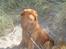 Nova scotia duck tolling retriever Andy - en tur i vandet, og så ruller man sig i sandet;P