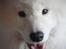 Samojedhund Joey