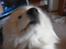Samojedhund Joey