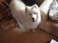 Samojedhund Joey
