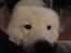 Samojedhund Joey