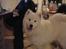 Samojedhund Joey