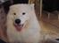 Samojedhund Joey