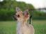 Chihuahua Lykke