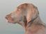 Weimaraner Hot Shoot´s Lotto (Anden) HD-A - 29.08.2010 - på stranden kl 5 morgen