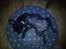 Fransk bulldog Kesi Kjeld - arrh dejlig pude mormor har givet mig, i ´´indflyttergave´´