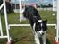 Border collie Meeko (Himmelhund) - Agility hund :P   *Taget d. 18/7-10*