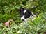 Border collie Meeko (Himmelhund)