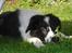 Border collie Meeko (Himmelhund) - Du kan ikke se mig. Jeg gemmer mig bag et mælkebøtteblad.