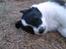 Border collie Meeko (Himmelhund) - Meeko 5 uger gammel