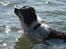 Border collie Meeko (Himmelhund)