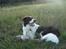 Border collie Meeko (Himmelhund)