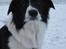 Border collie Meeko (Himmelhund) - 26/11-10