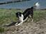 Border collie Meeko (Himmelhund) - Vandhunden Meeko, taget d. 23/9-10