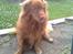 Nova scotia duck tolling retriever Andy