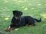 Rottweiler Thonara Alison