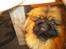 Pekingeser Dengse Ming Blach - Fjollede Dengse. :)