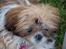 Shih tzu Jacobsson's Aijen (Acaia)