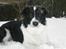Border collie Meeko (Himmelhund)