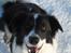 Border collie Meeko (Himmelhund) - 19/12-10