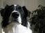 Border collie Meeko (Himmelhund)