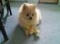 Pomeranian Gizmo * min søsters* - da han var lidt mindre