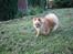 Pomeranian Gizmo * min søsters* - jeg skynder mig væk