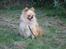 Pomeranian Gizmo * min søsters* - wauw se mig lige, rigtig fotomodel