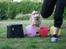 Pomeranian Gizmo * min søsters* - wuuu spring