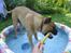 Bullmastiff  Kenzo RIP. 20-O4-2012