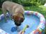 Bullmastiff  Kenzo RIP. 20-O4-2012