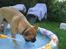 Bullmastiff  Kenzo RIP. 20-O4-2012
