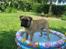 Bullmastiff  Kenzo RIP. 20-O4-2012