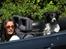 Blanding af racer Border Collie Milo - D.27/06-2010: Milo og mor sidder og venter på far så vi kan komme afsted ned til stranden i cabriolet´en :)
