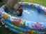 Bullmastiff  Kenzo RIP. 20-O4-2012