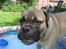 Bullmastiff  Kenzo RIP. 20-O4-2012