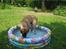 Bullmastiff  Kenzo RIP. 20-O4-2012