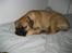 Bullmastiff  Kenzo RIP. 20-O4-2012