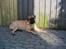 Bullmastiff  Kenzo RIP. 20-O4-2012