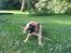 Bullmastiff  Kenzo RIP. 20-O4-2012
