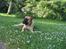Bullmastiff  Kenzo RIP. 20-O4-2012