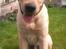 Labrador retriever Buddy