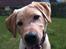 Labrador retriever Buddy